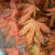 Baby Ghost Variegated Japanese Maple