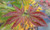 Acer palmatum Iijima sunago Japanese Maple