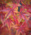 Acer palmatum Calico Japanese Maple Tree