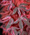 Acer palmatum Geisha Gone Wild Japanese Maple