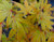 Acer palmatum Kara ori nishiki Japanese Maple