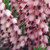 Erica x darleyensis Darley Dale Pink Flower Hybrid Heath
