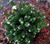 Abies koreana Alpine Star Miniature Korean Fir