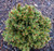 Picea abies REL WB Miniature Norway Spruce
