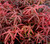 Peve Starfish Japanese Maple Tree