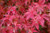 Acer palmatum Tiny Leaf Japanese Maple Tree