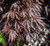 Acer palmatum dissectum Sherwood Elfin