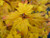 Acer circinatum Baby Buttons Dwarf Vine Maple