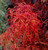Acer x japonicum Gossamer Hybrid Maple Tree