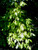 Acer negundo Winter Lightning Box Elder Tree