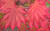 Acer japonicum Yama kage Full Moon Maple Tree