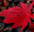 Acer shirasawanum Gloria fall color