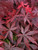 Acer shirasawanum Gloria Red Leaf Shirasawa's Maple