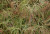 Ottos Dissectum Dwarf Japanese Maple