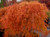 Acer palmatum Ottos dissectum