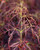 Acer palmatum Baby Lace Dwarf Japanese Maple