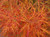 Acer palmatum Baby Lace