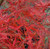 Chantilly Lace Japanese Maple