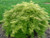Lemon Lime Lace Japanese Maple