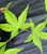 Acer palmatum Aureum Japanese Maple Tree