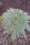 Juniperus horizontalis Pancake Dwarf Creeping Juniper