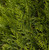 Thuja plicata Green Sport Pyramidal Western Red Cedar
