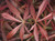 Acer palmatum Jerre Schwartz Dwarf Japanese Maple