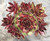 Sempervivum Westerlin Hens and Chicks