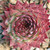 Sempervivum Amanda Hens and Chicks