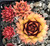 Sempervivum Chick Charms® Gold Nugget Hens and Chicks