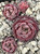 Sempervivum Lotus Hens and Chicks