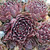 Sempervivum Jade Rose Hens and Chicks