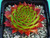 Sempervivum tectorum Sunset Common Houseleek
