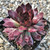 Sempervivum Chick Charms® Autumn Apple™