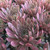 Sempervivum Chick Charms® Bing Cherry™ Hens and Chicks