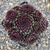Sempervivum Chick Charms® Cinnamon Starburst™ Hens and Chicks