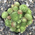 Sempervivum Chick Charms® Key Lime Kiss™ Hens and Chicks