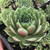 Sempervivum Chick Charms® Watermelon Ripple™ Hens and Chicks