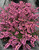 Erica x darleyensis Spring Surprise Dark Rose Flower Hybrid Heath 