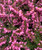 Spring Surprise Dark Rose Flower Hybrid Heath