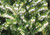 Erica x darleyensis White Perfection Hybrid Heath