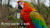 Jubilee Macaw Hybrid Parrot