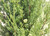 cypresses sempervirens worthiana Italin cypress