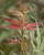 Acer palmatum Beni shichihenge Japanese Maple Tree