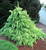 Snow Sprite Dwarf Weeping Himalayan Cedar