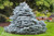 Dwarf Blue Colorado Blue Spruce Montgomery