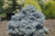 Picea pungens Montgomery Dwarf Blue Spruce
