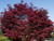 Fire Glow Japanese Maple Tree