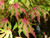 Acer palmatum Aka shigitatsu sawa Japanese Maple
