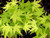 Shidava Gold Green Japanese Maple
